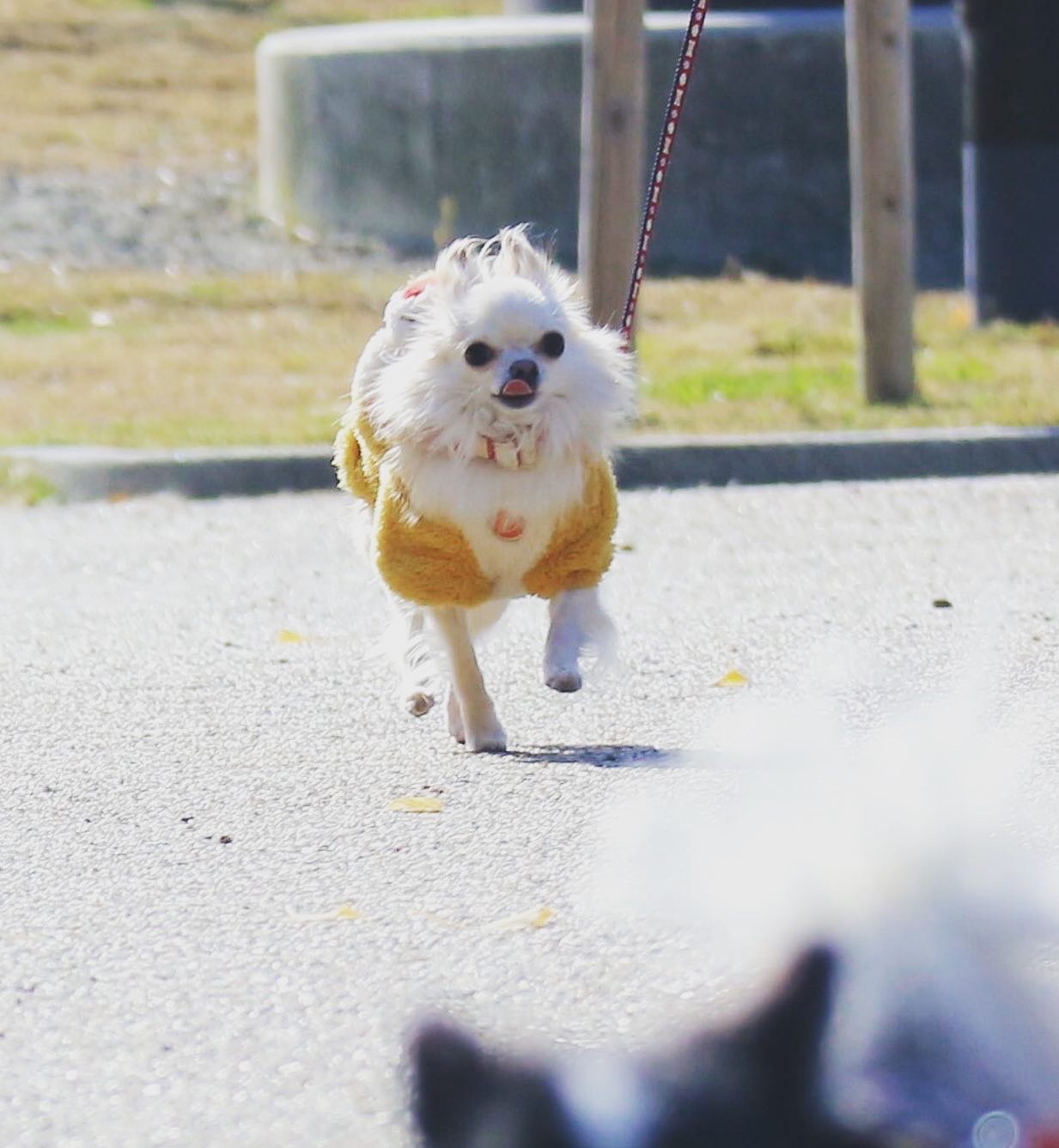 イヌスタブログ