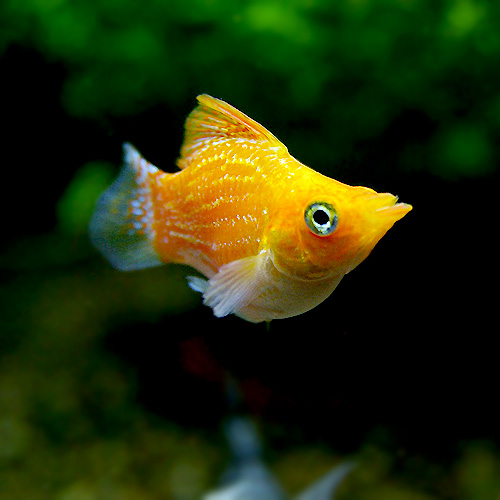 熱帯魚　バルーンモーリー